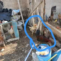 ۳ عدد خروس جوان