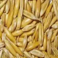 جو میخرم نقدی تسویه انی