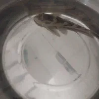 ماهی لجن خوار سایز بزرگ