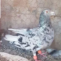سرور نر