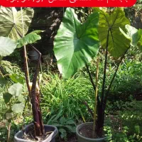 گل بابا آدم تنه مشکی وتنه قرمز|گل و گیاه طبیعی|تنکابن, |دیوار