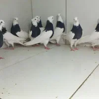 طوقی سیاه|پرنده|مشهد, عامل|دیوار