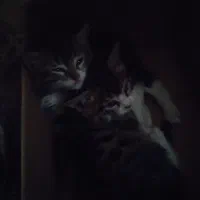 واگذاری گربه