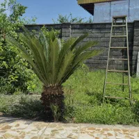 سیکاس