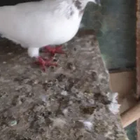 کبوتر‌پروازی|پرنده|رودسر, |دیوار