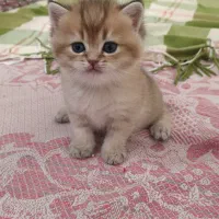 گربه بریتیش|گربه|کرج, عظیمیه|دیوار