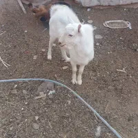 بزغاله نر سانن|حیوانات مزرعه|میمه, |دیوار