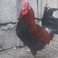 خروس گلین جوون درجه یک