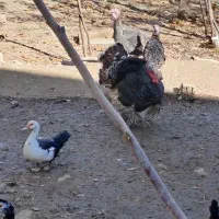 اردک و بوقلمون