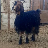 بزغاله ماده داشتی و کشتی|حیوانات مزرعه|شهرکرد, |دیوار