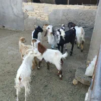 گوسفند ، بزغاله