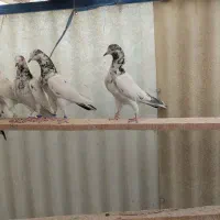 تیدی پاکستانی جانسیره|پرنده|اصفهان, عاشقآباد|دیوار