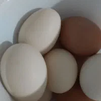 تخم مرغ ارگانیک محلی