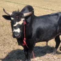 ورزا چالوسی  سامورایی