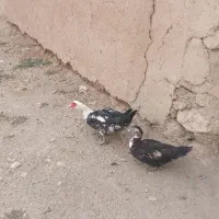 دو عدد اردک اسرایلی نرو ماده
