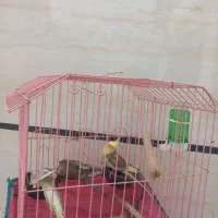 سه عدد عروس هلندی با قفس و آبخوری و دونخور|پرنده|خمینیشهر, |دیوار