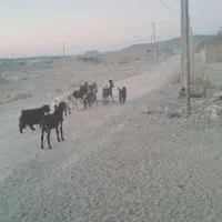 فروش  گوسفند  و بز