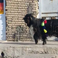 تیشتر نر|حیوانات مزرعه|شوشتر, |دیوار