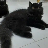 بچه گربه پرشین مشکی سیاه
