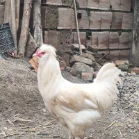 خروس تزئینی