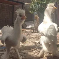 جوجه سلطان اصل