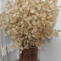 گیاه سکه ای