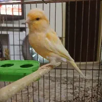 قناری ماده