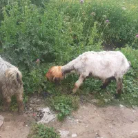 میش   پاک زات دار