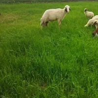 فروشی|حیوانات مزرعه|گهواره, |دیوار