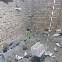 کبوتر|پرنده|کشکوئیه, |دیوار