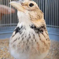 سهره دهن هزار و لر بدون صدای اضافی