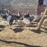 بوقلمون
