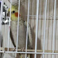عروس هلندی ماده مولد