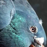 کبوتر زاغ نر دوچشم زات دار|پرنده|زابل, |دیوار