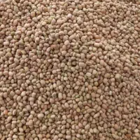 لوبیا آشی(عربی)