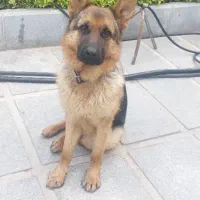 سگ ژرمن شپرد