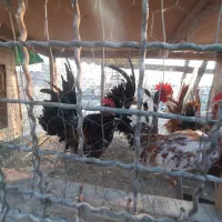 خروس جاپنست مینیاتوری|حیوانات مزرعه|تهران, کیانشهر|دیوار