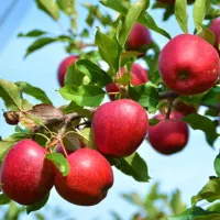 فروش نهال درخت سیب قرمز|خدمات باغبانی و درختکاری|هشترود, |دیوار