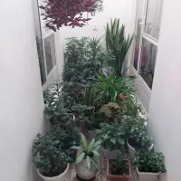 فروش گلهای آپارتمانی به صورت یکجا