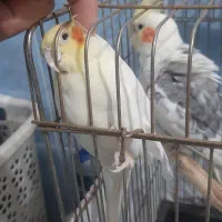 ۲تا عروس هلندی سخنگو|پرنده|تهران, قصر فیروزه ۲|دیوار