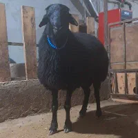 گوسفند وقوچ وبره قوچ همو وهترو|حیوانات مزرعه|تبریز, |دیوار