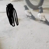 کبوتر سینه ای|پرنده|زابل, |دیوار