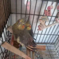 عروس هلندی مولد|پرنده|کرج, مصباح|دیوار