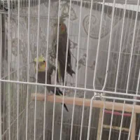 عروس هلندی بالغ(ماده)