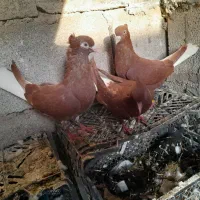 دم سفید|پرنده|مسجد سلیمان, |دیوار