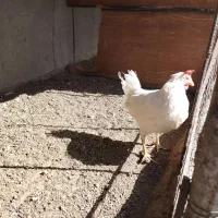 مرغ تخم گذار|حیوانات مزرعه|نسیمشهر, |دیوار