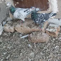 س حیوون قلدر بضمانت