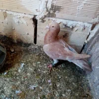 سوسکی سیاه نر باخ خورده