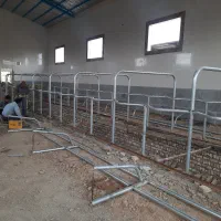 فریم شیردوشی گاو|لوازم جانبی حیوانات|چالوس, |دیوار