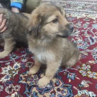 واگذاری توله اشپیتز